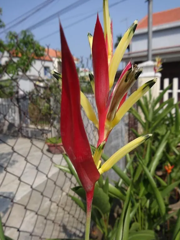 Skybird Homestay Hoi An